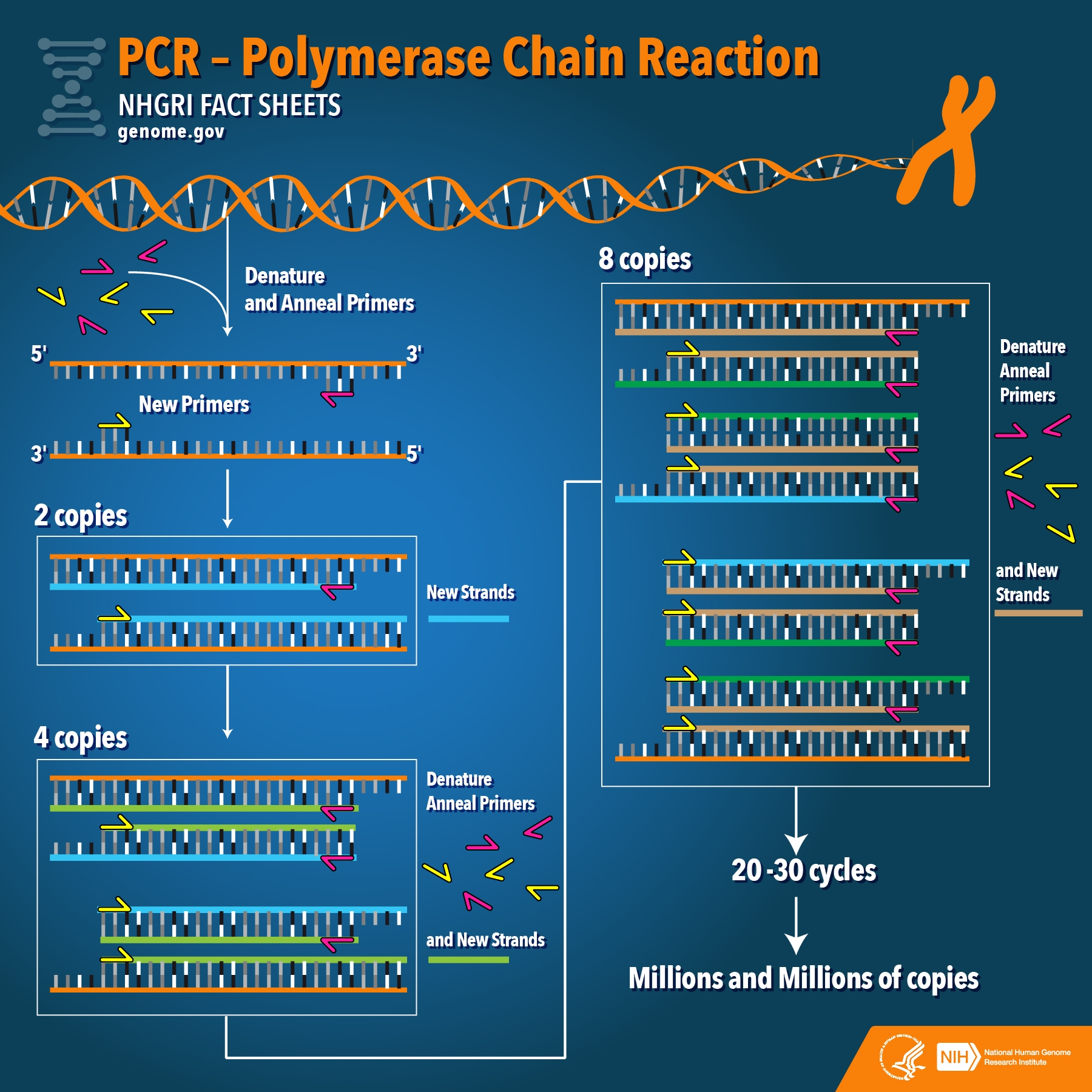 What Is The Full Meaning Of Pcr Test