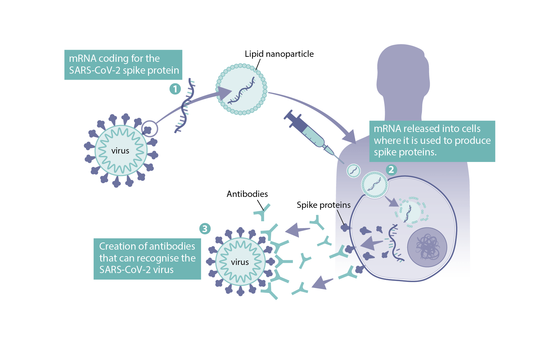 how-were-mrna-vaccines-developed-for-covid-19-science-feedback